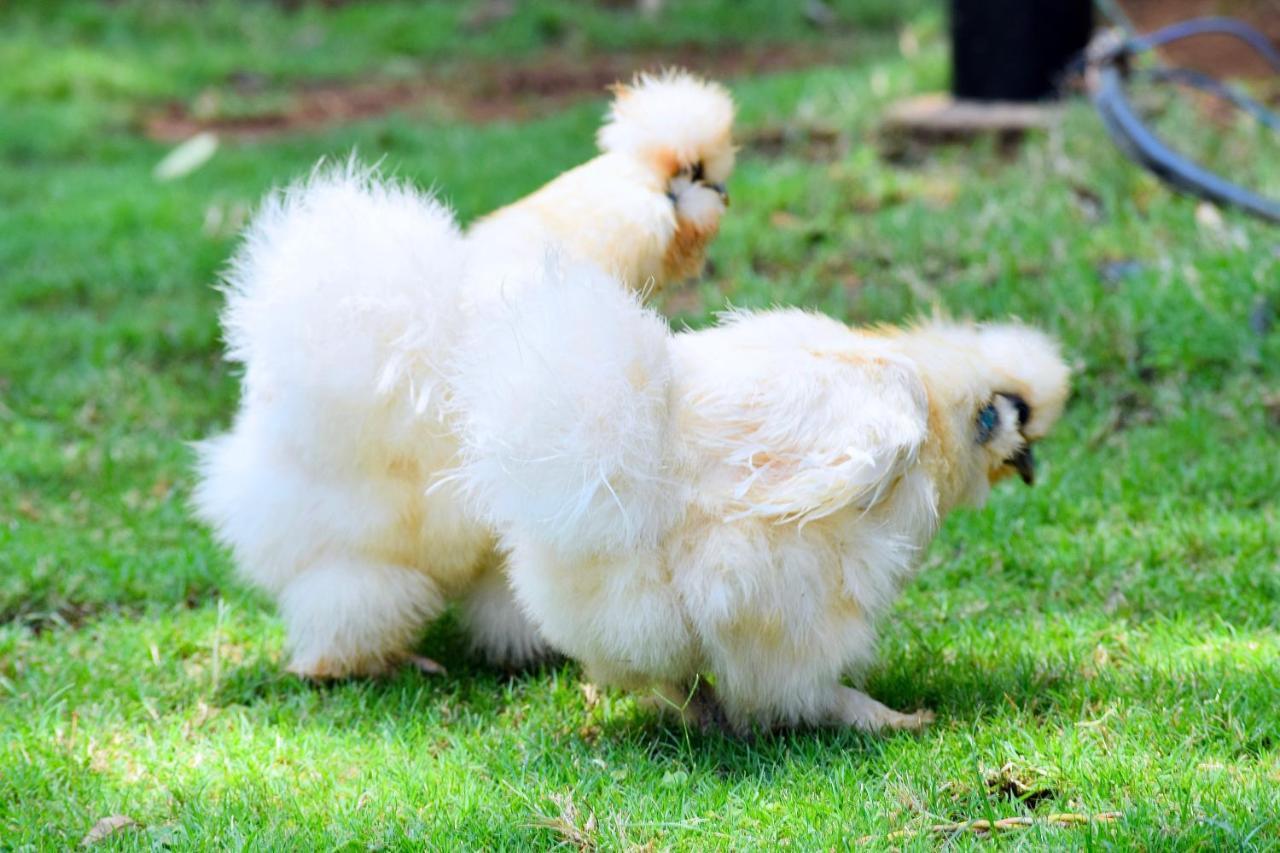 Manas Resort With Petting Zoo, Igatpuri Zewnętrze zdjęcie