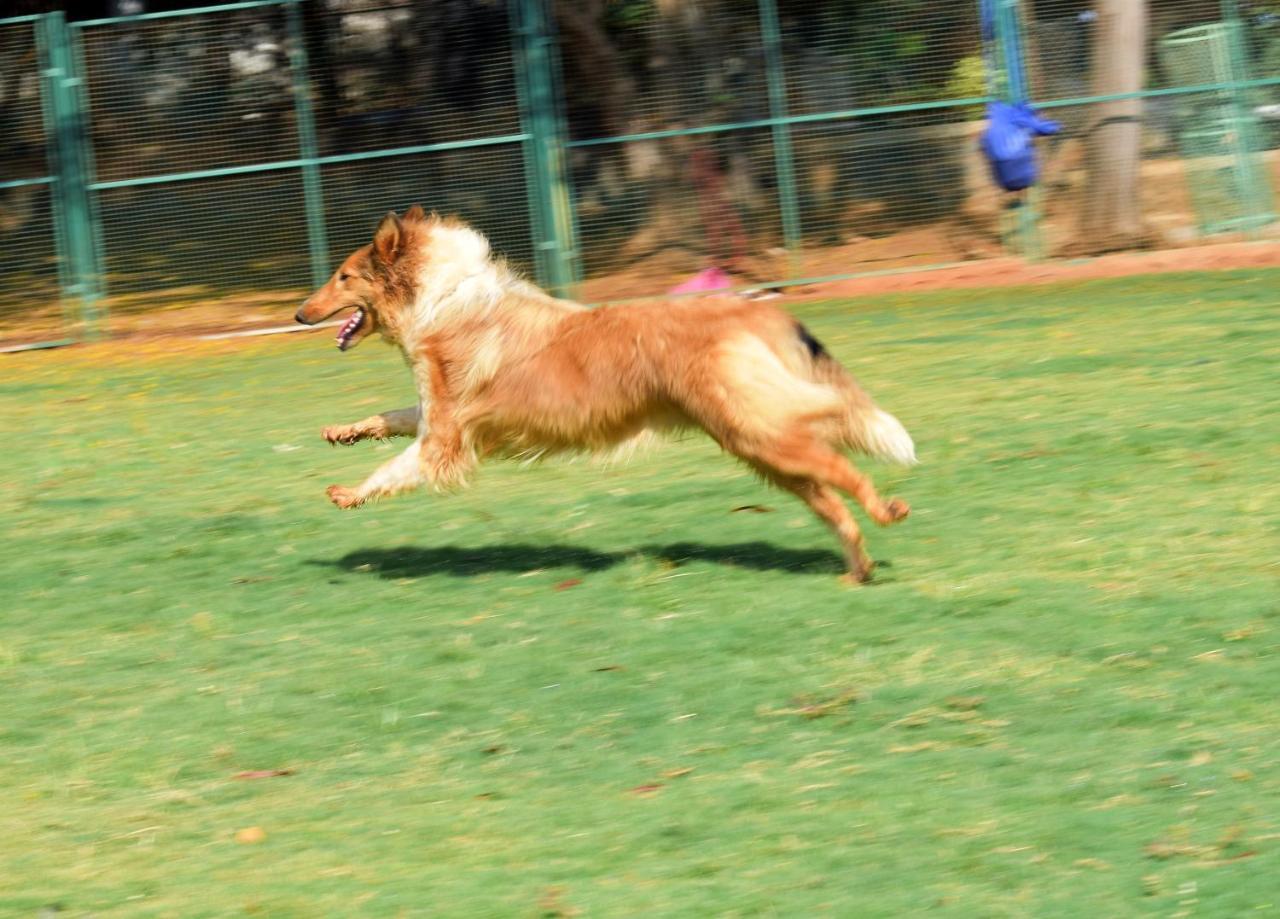 Manas Resort With Petting Zoo, Igatpuri Zewnętrze zdjęcie